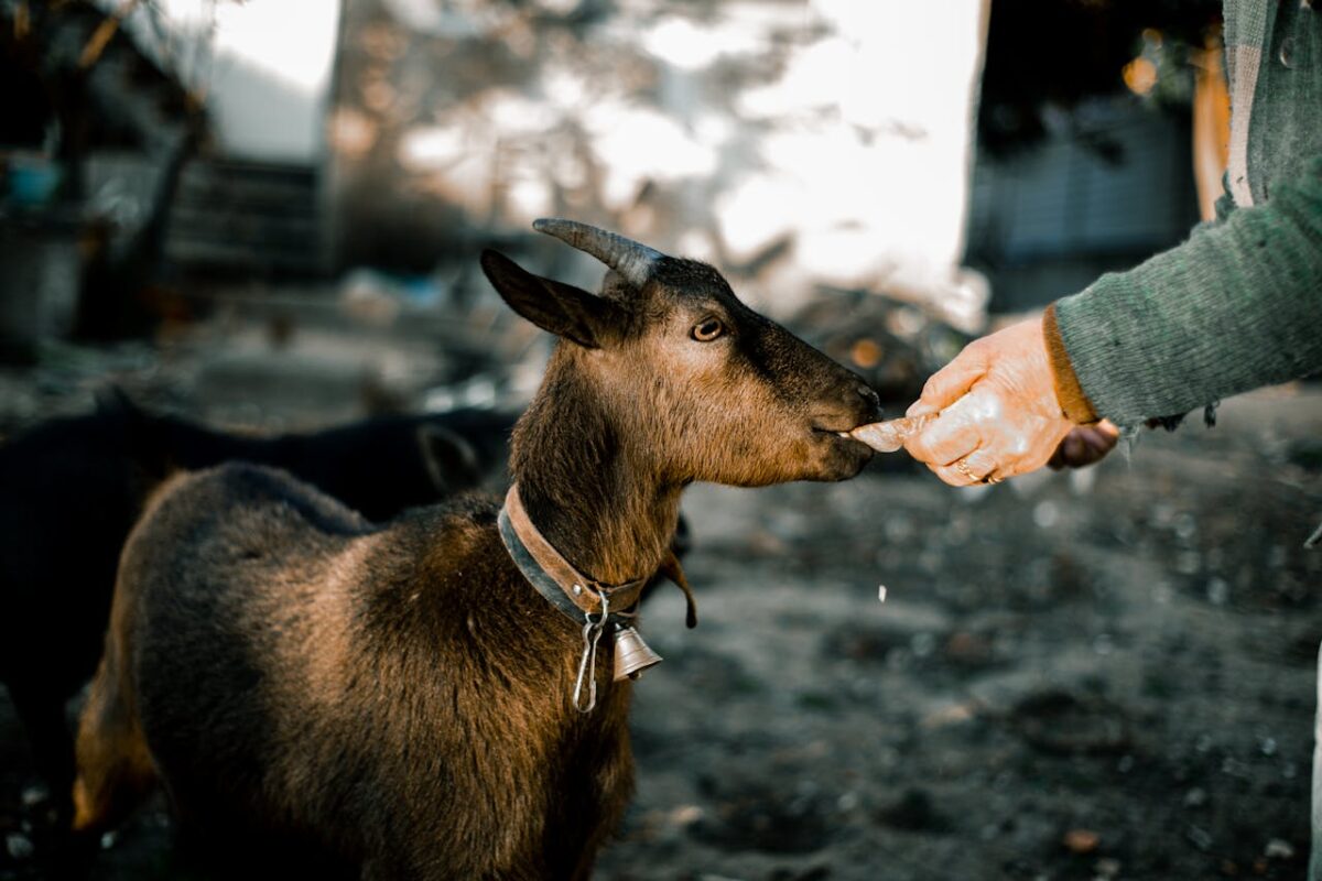 A person feeding a brown domestic goat outdoors, highlighting care and nature.