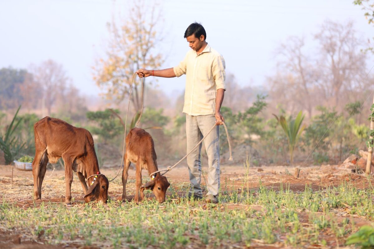 services-img-02 A farmer is tending to two calves in an open rural field on a sunny day.